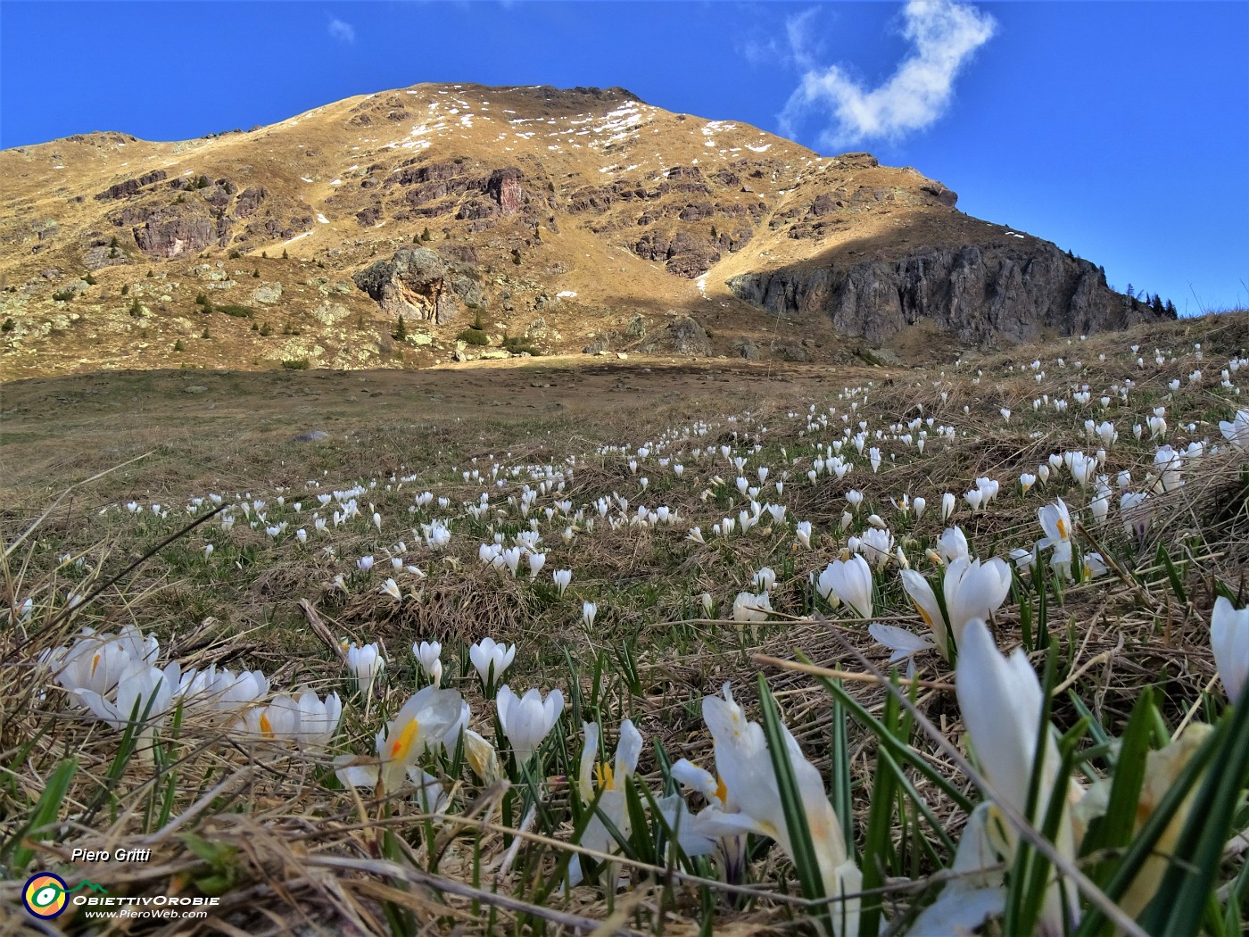 26 Al Monte Campo (Baita del Tino 1870 m) Crocus vernus (Zafferano maggiore) bianchi con vista sullo Spondone.JPG